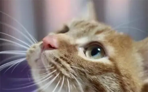 ɶ���]��Ҋ