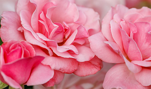 �ͽo��һ�����؄e��õ�廨