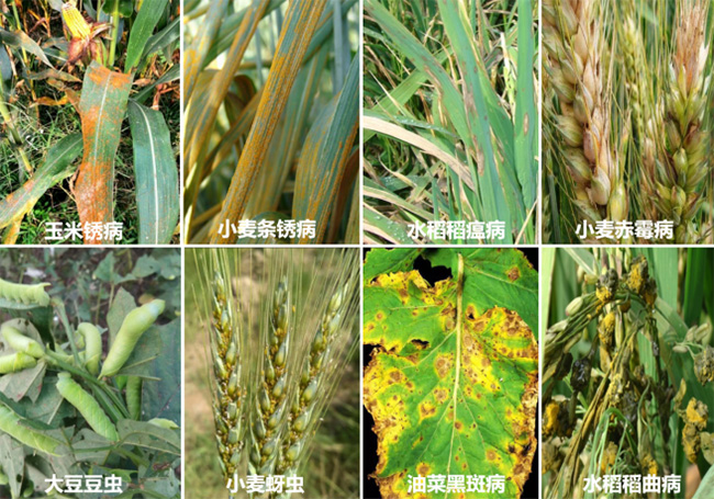 (�Ƽ����r(n��ng))��������������̽���r(n��ng)���ﲡ�x(ch��ng)���Gɫ������ģʽ