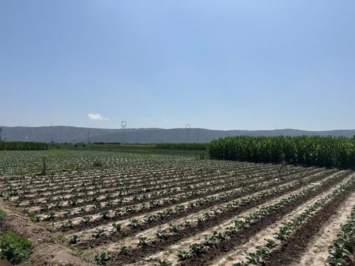 �]ԭн�����ﮠ�����ʜp���еĴ��H�ǻ������Gɫ�r�I�D��